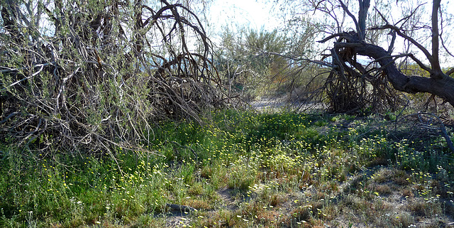 Desert Lily Sanctuary (3599)