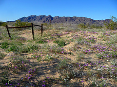 Desert Lily Sanctuary (3608)