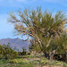 Desert Lily Sanctuary (3642)