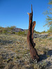 Desert Lily Sanctuary (3659)