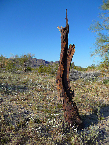 Desert Lily Sanctuary (3659)
