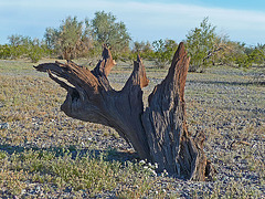 Desert Lily Sanctuary (3660)