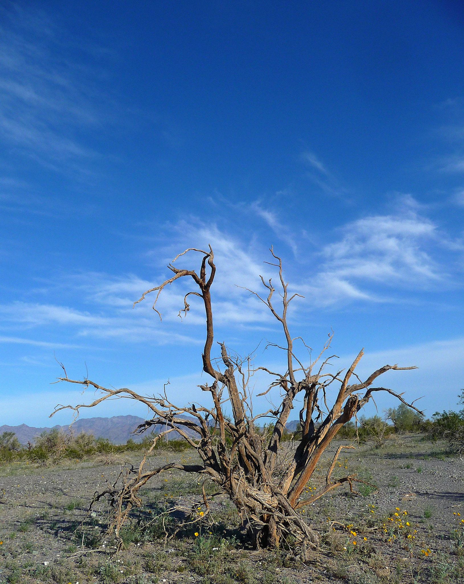 Desert Lily Sanctuary (3662)