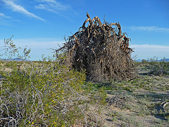 Desert Lily Sanctuary (3664)