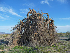 Desert Lily Sanctuary (3665)