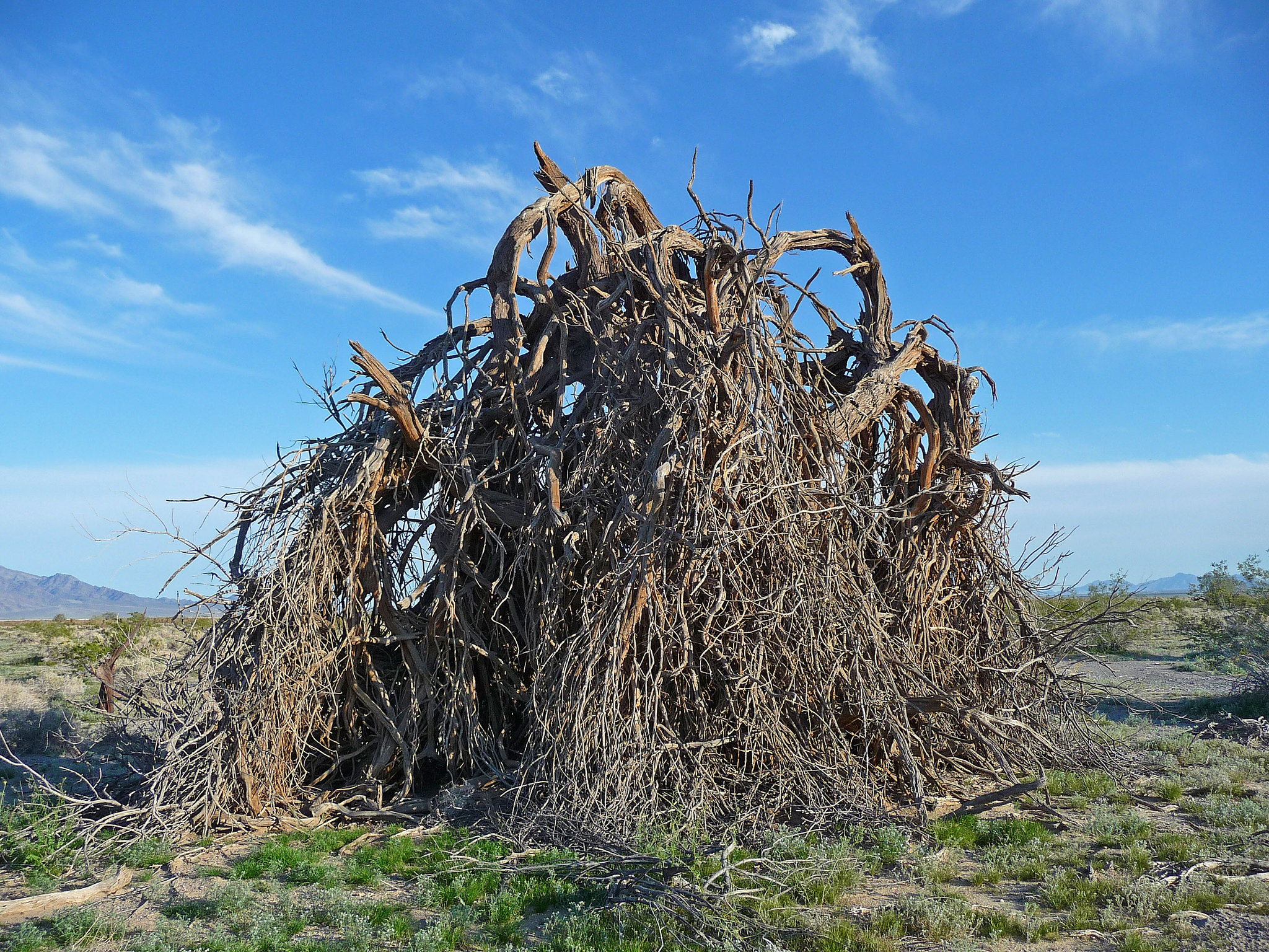 Desert Lily Sanctuary (3665)