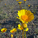 Desert Lily Sanctuary - Desert Sunflower (3668)