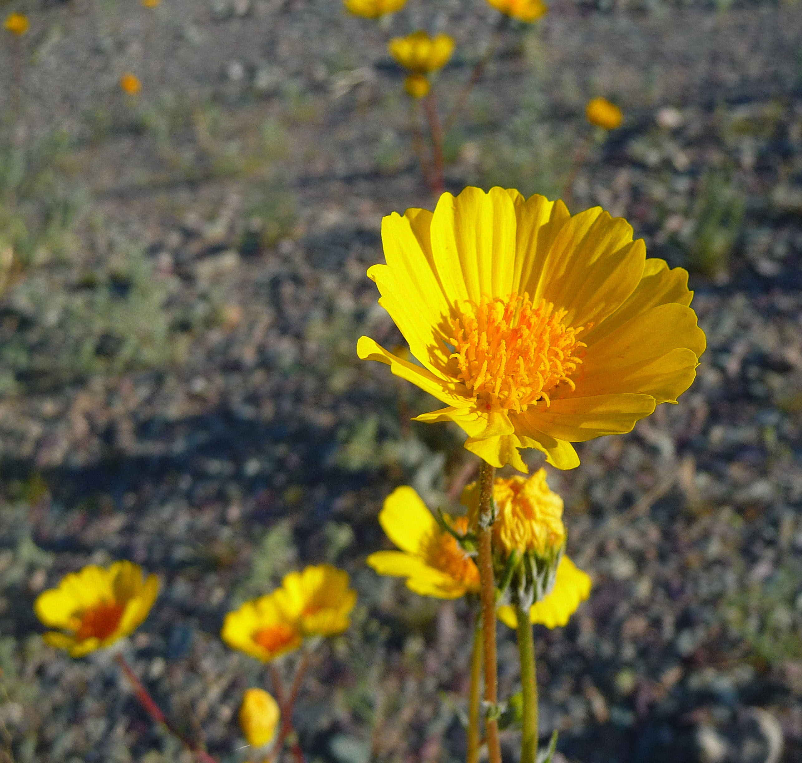 Desert Lily Sanctuary - Desert Sunflower (3668)