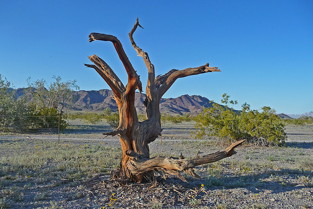 Desert Lily Sanctuary (3673)