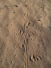 Desert Lily Sanctuary - Animal Tracks (3654)