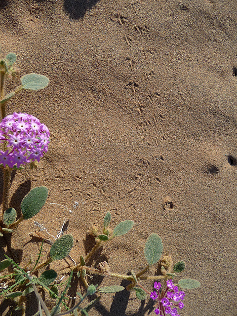 Desert Lily Sanctuary - Animal Tracks (3658)