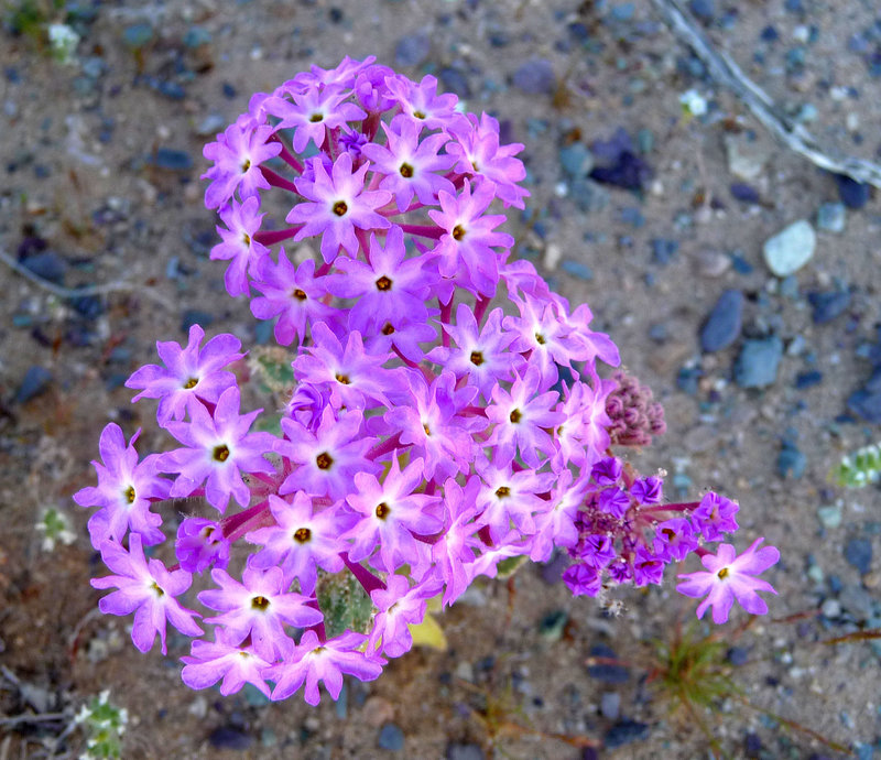 Desert Lily Sanctuary - Verbena (3600)