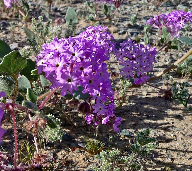 Desert Lily Sanctuary - Verbena (3601)