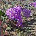 Desert Lily Sanctuary - Verbena (3601)