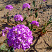 Desert Lily Sanctuary - Verbena (3645)