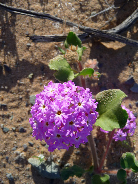 Desert Lily Sanctuary - Verbena (3650)