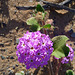 Desert Lily Sanctuary - Verbena (3650)