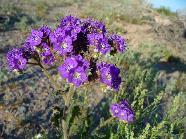 Desert Lily Sanctuary - Phacelia crenulata (3667)