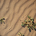 Desert Lily Sanctuary - Tiny Footprints (3652)