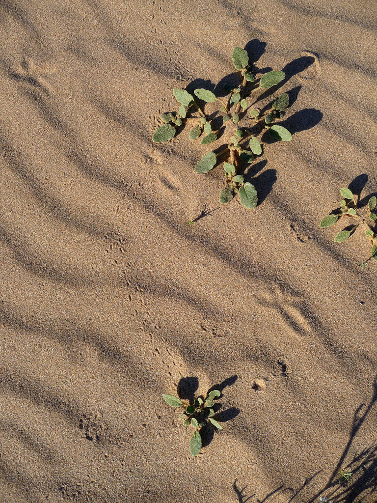 Desert Lily Sanctuary - Tiny Footprints (3653)]