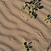 Desert Lily Sanctuary - Tiny Footprints (3653)]