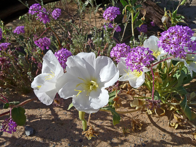 Desert Lily Sanctuary - White Dune Primrose & Verbena (3605)