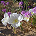 Desert Lily Sanctuary - White Dune Primrose & Verbena (3605)