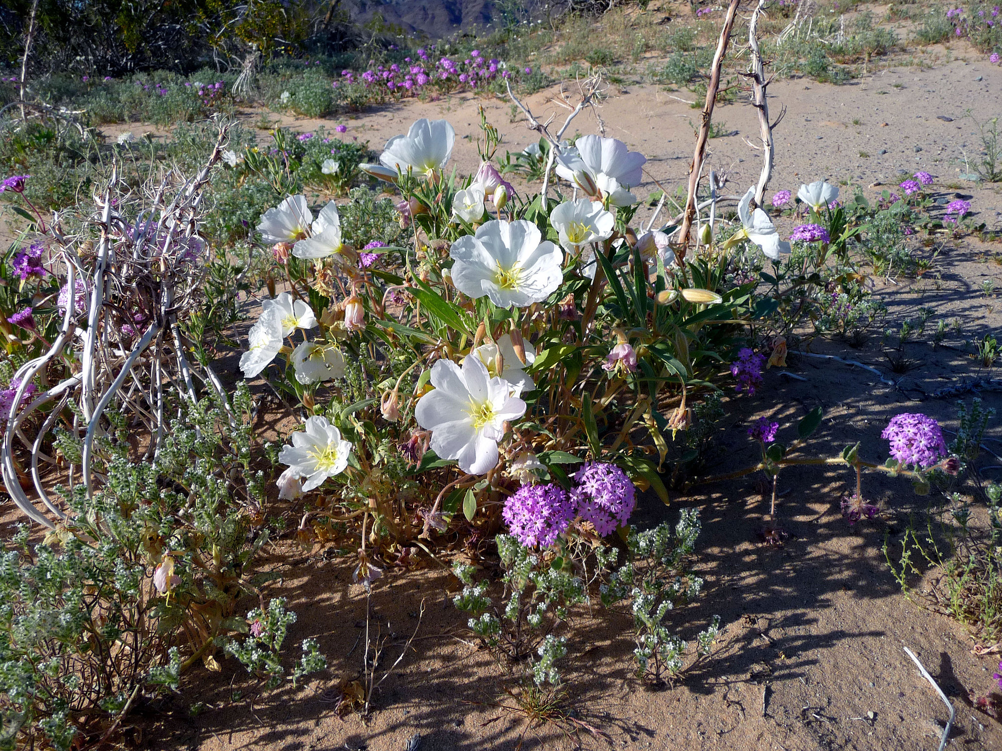 Desert Lily Sanctuary - White Dune Primrose & Verbena (3640)