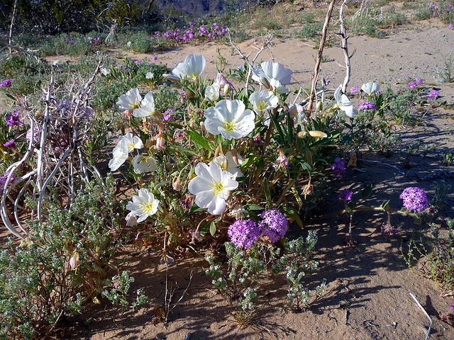 Desert Lily Sanctuary - White Dune Primrose & Verbena (3640)