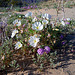 Desert Lily Sanctuary - White Dune Primrose & Verbena (3640)