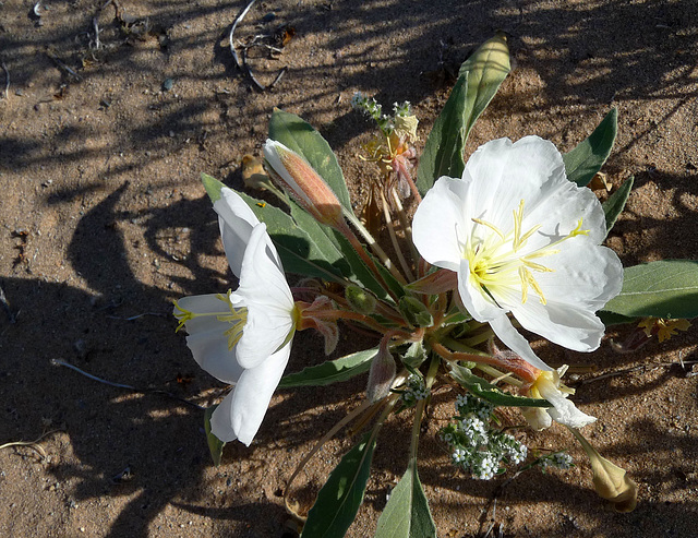 Desert Lily Sanctuary - White Dune Primrose (3602)