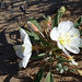 Desert Lily Sanctuary - White Dune Primrose (3602)