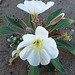 Desert Lily Sanctuary - White Dune Primrose (3603)