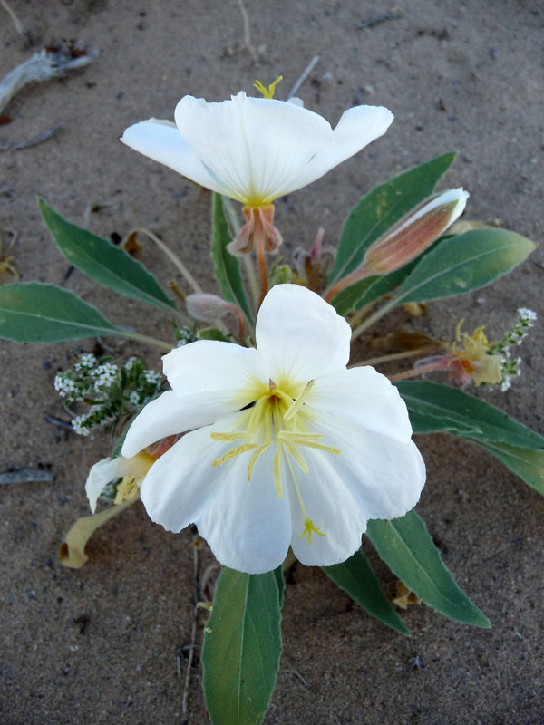 Desert Lily Sanctuary - White Dune Primrose (3603)