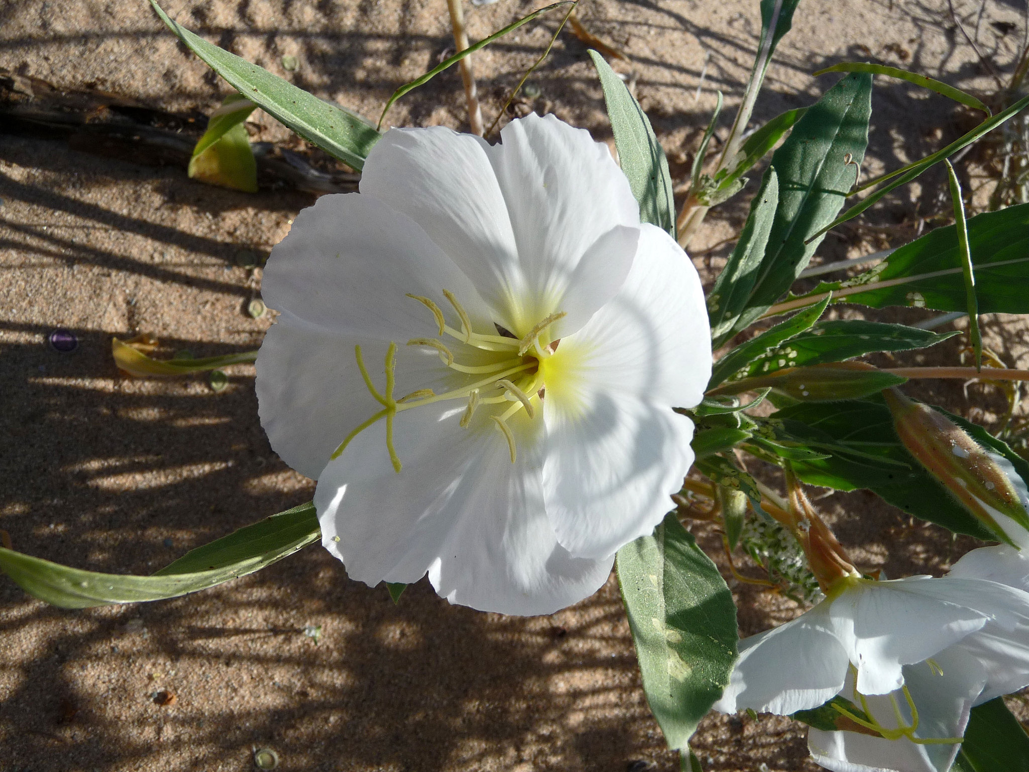 Desert Lily Sanctuary - White Dune Primrose (3604)