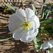 Desert Lily Sanctuary - White Dune Primrose (3604)