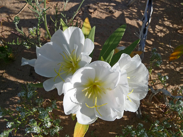 Desert Lily Sanctuary - White Dune Primrose (3606)