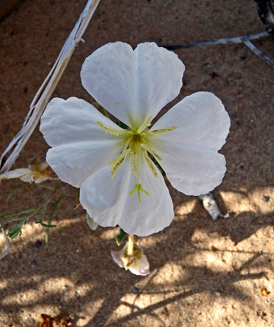 Desert Lily Sanctuary - White Dune Primrose (3622)