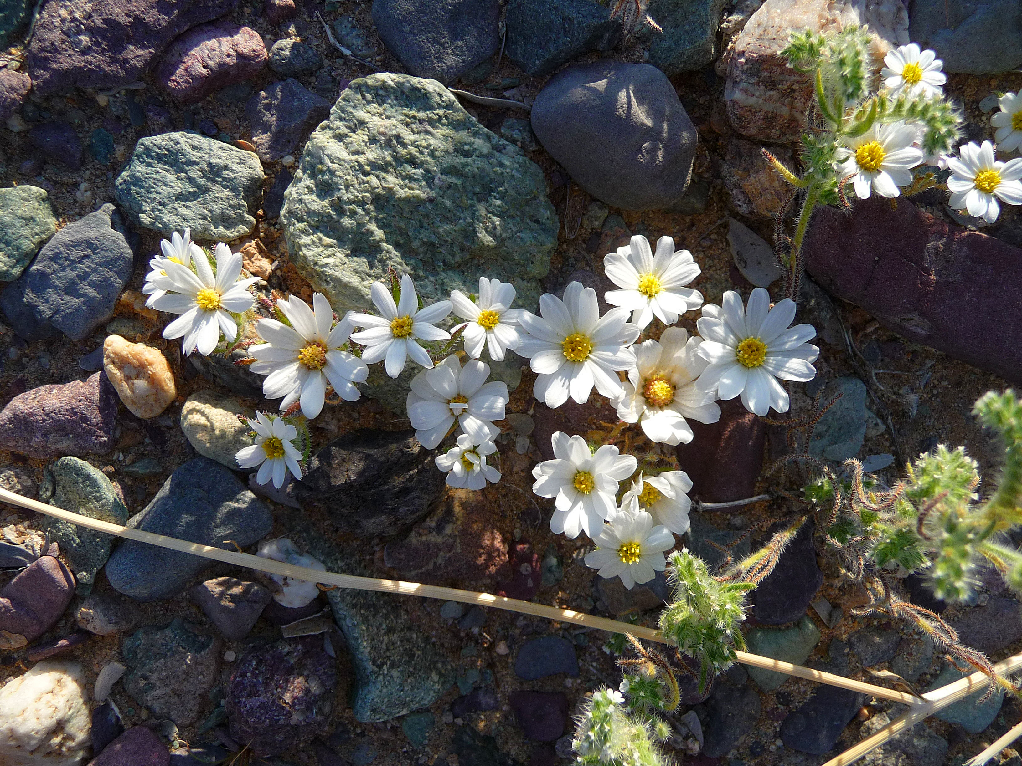 Desert Lily Sanctuary - Desert Star (3663)