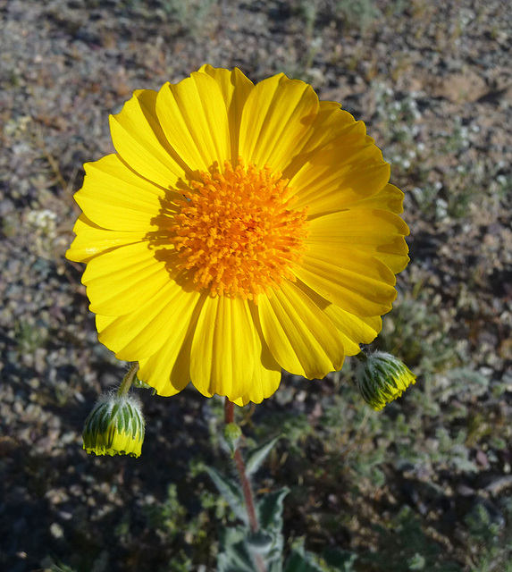 Desert Lily Sanctuary - Desert Sunflower (3598)