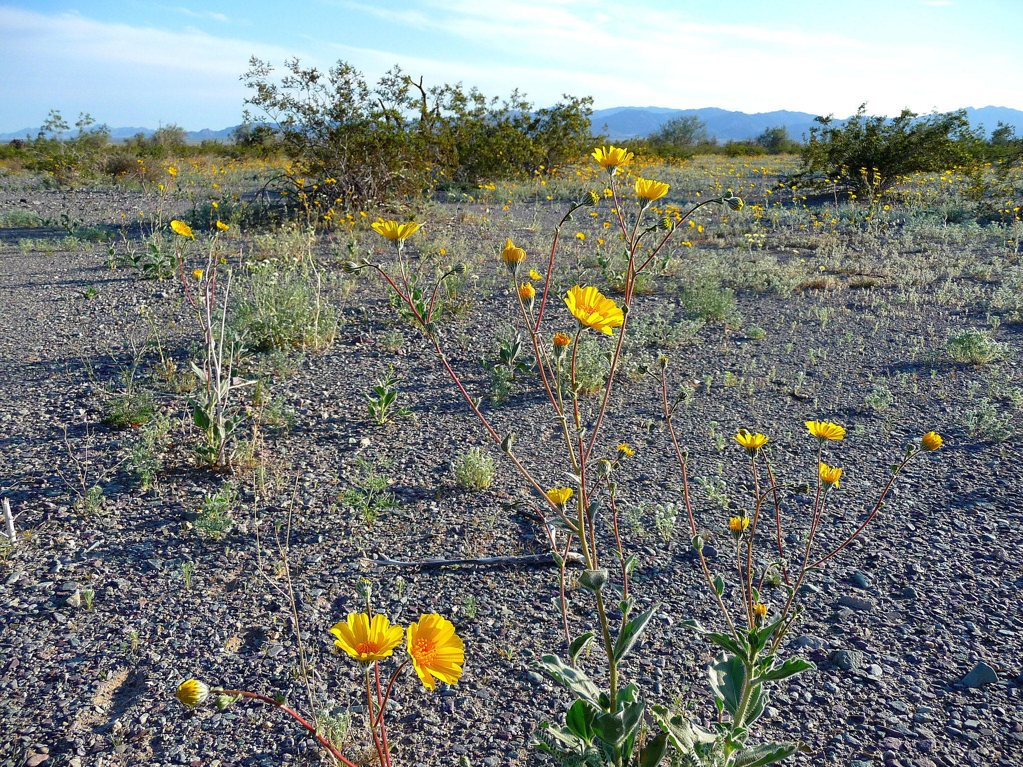 Desert Lily Sanctuary - Yellow (3672)