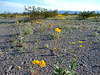 Desert Lily Sanctuary - Yellow (3672)