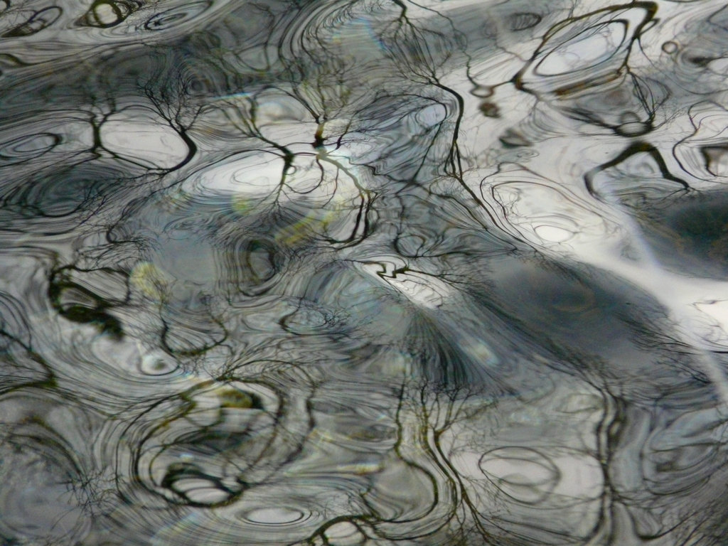 Quand la rivière dessine les arbres