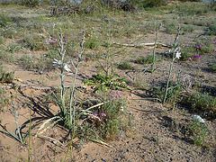 Desert Lilies (3621)