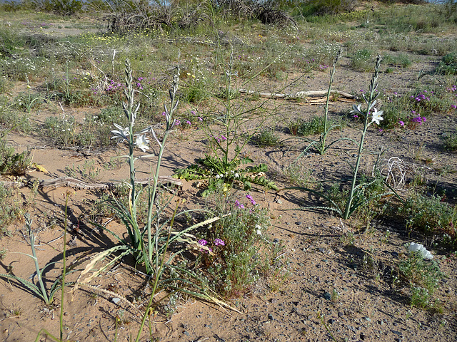 Desert Lilies (3621)
