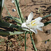 Desert Lily (3610)