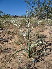Desert Lily (3611) Desert Lily (3611)
