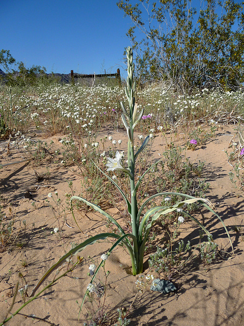 Desert Lily (3611)