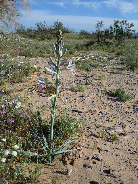 Desert Lily (3613)