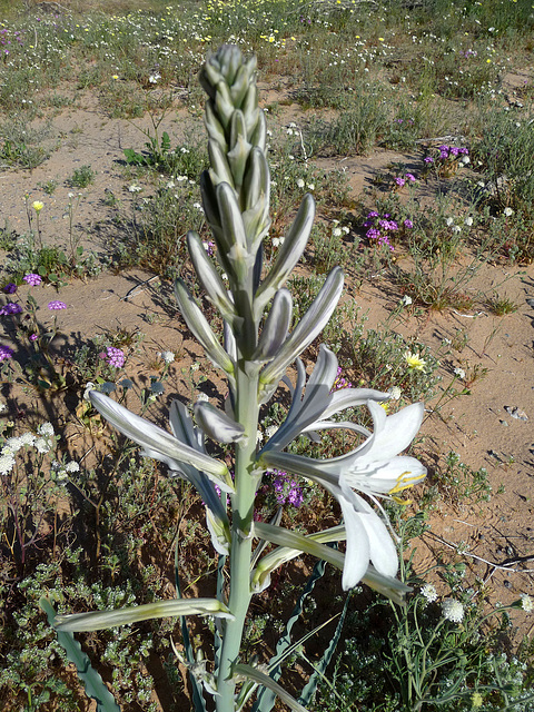 Desert Lily (3615)